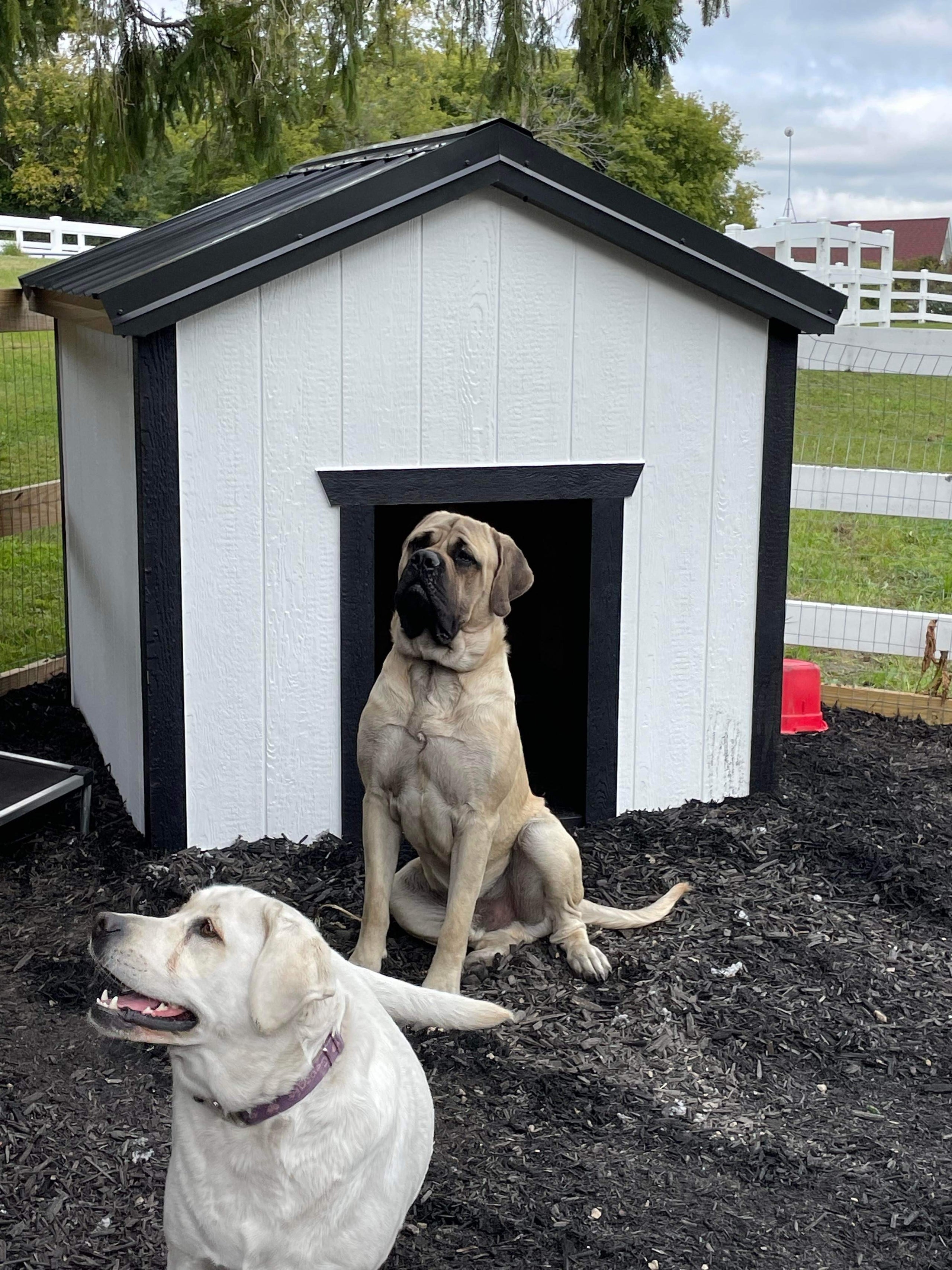 Dog House